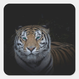 Sticker Tiger