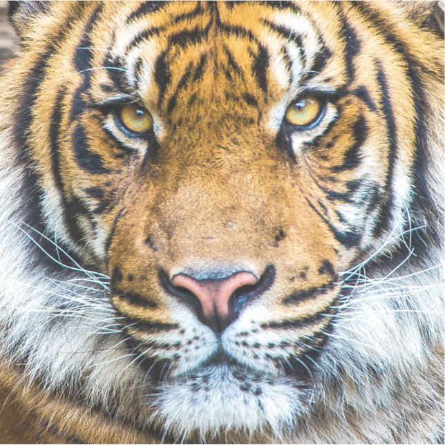 Sticker Tiger visage gros (Devant)