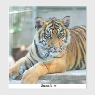 Sticker Tigre 034