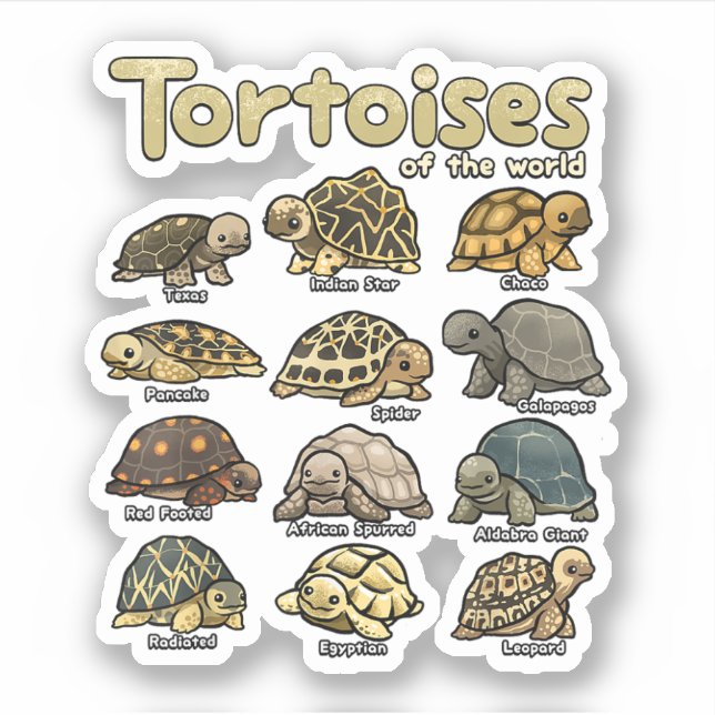 Sticker Tortues Animaux de la Tortue Reptile du monde (Devant)