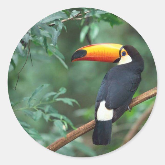 Sticker Toucan (Devant)