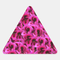 "Beauté audacieuse : Fleurs de géranium magenta se