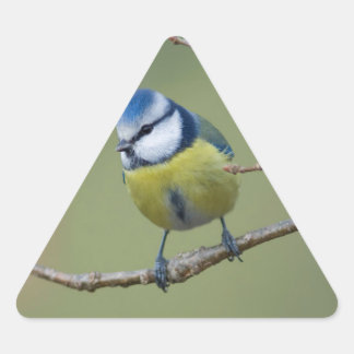 Sticker Triangulaire belle mésange bleue assise sur branche