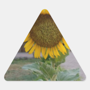Sticker Triangulaire Belle Tournesol Superbe