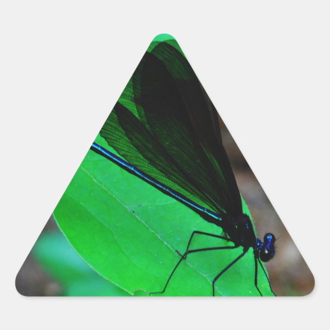 Sticker Triangulaire Blue Damselfly on a green leaf. (Devant)