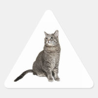 Chat abyssinien