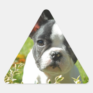 Sticker Triangulaire Chien noir et blanc