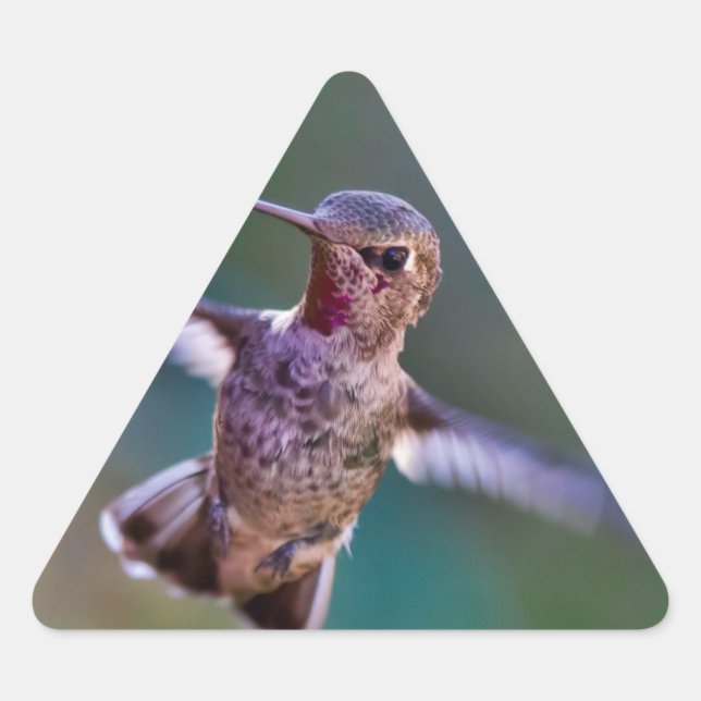 Sticker Triangulaire Colibri (Devant)