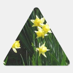 Sticker Triangulaire Daffodiques de printemps