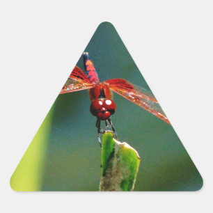 Sticker Triangulaire Dragonfly frontale rouge et noire