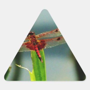Sticker Triangulaire Dragonfly rouge et noire tachetée