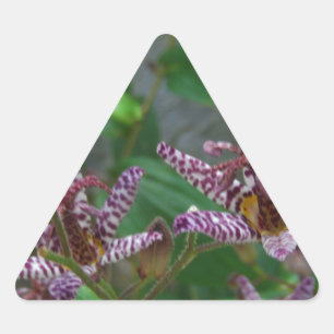 Sticker Triangulaire Orchidée blanche rayée violette rose comme lys de 