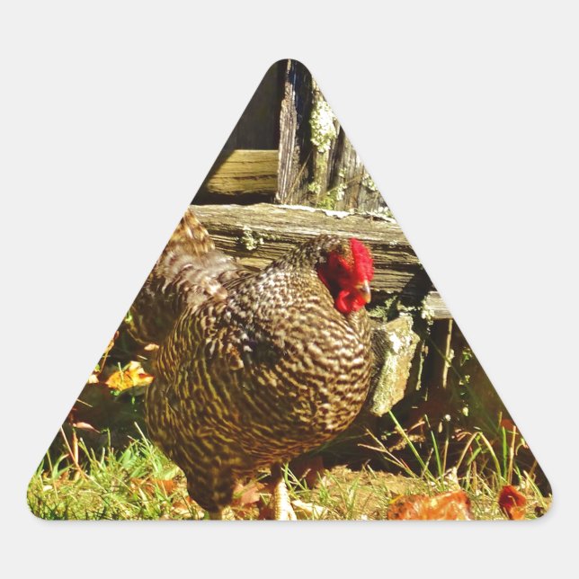 Sticker Triangulaire Poulet noir et blanc dans la ferme (Devant)