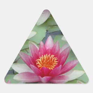 Sticker Triangulaire Rose Lotus Water Lily