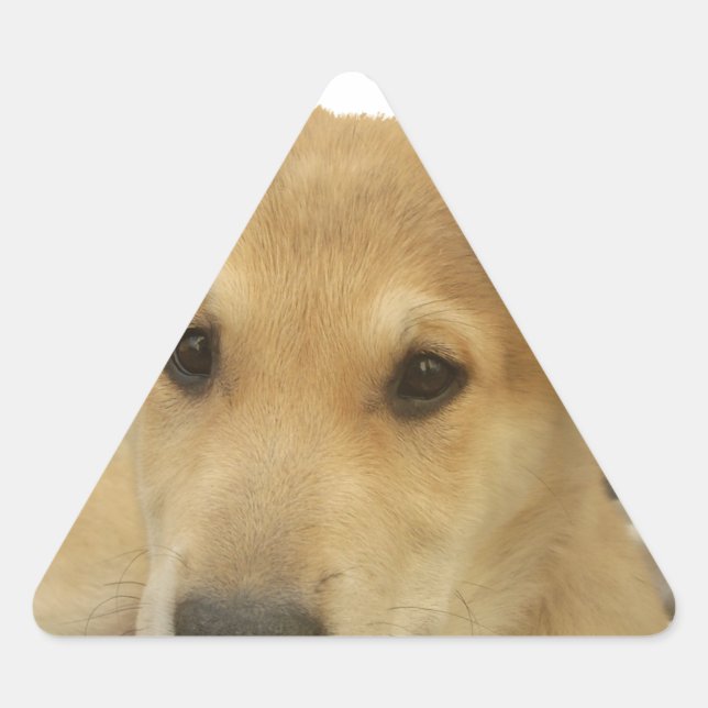 Sticker Triangulaire Sagesse d'or : Une vision oeil de chien de l'école (Devant)