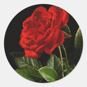 Sticker : Une beauté d'un Rose
