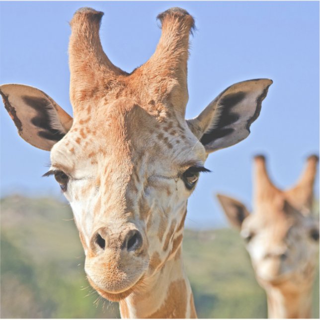 Sticker Une douce girafe face à un ciel bleu (Devant)