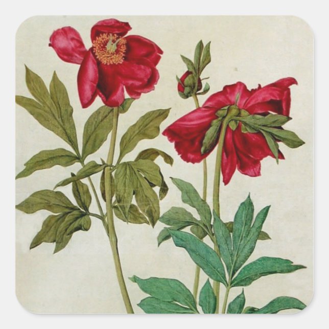 Sticker vintage Albrecht Durer Peonies (Devant)