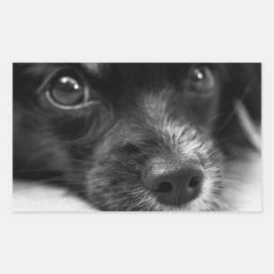 Sticker Visage Chien Chien Mignonne