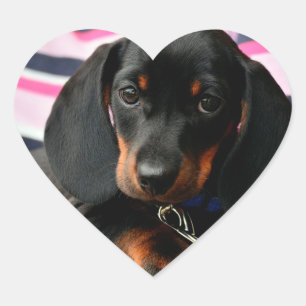 Sticker Visage Chien Chien Mignonne