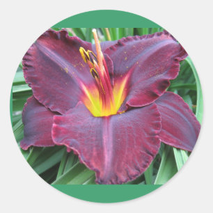 Sticker Volcanique Daylily