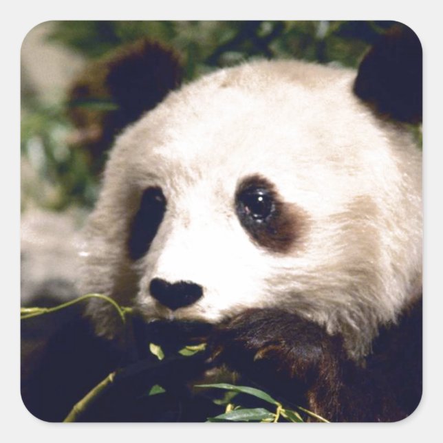 Sticker Wildlife White Sweet Panda Bear Face (Front)