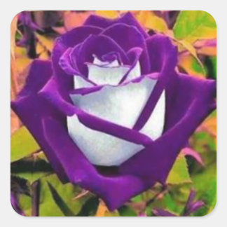 Sticker with a purple and white rose
