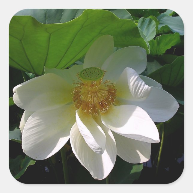 Sticker with delicate white Lotus Flower (Front)