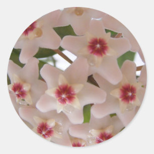 Sticker with Hoya carnosa flowers