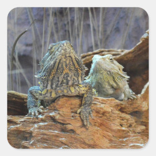 Sticker with two curious lizards
