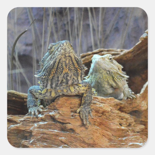 Sticker with two curious lizards (Front)
