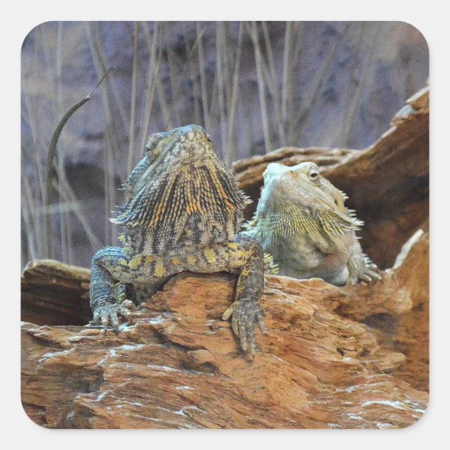 Sticker with two curious lizards (Front)