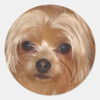 Sticker Yorkie