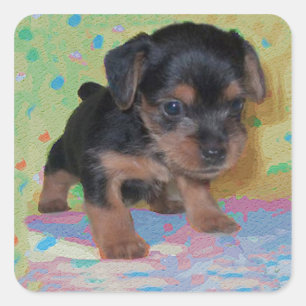 Sticker Yorkie Puppy