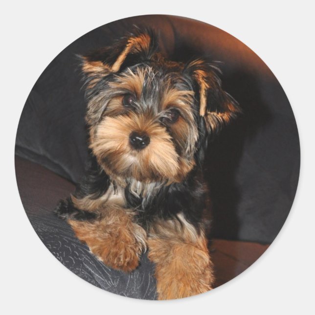 Sticker Yorkshire Terrier (Devant)