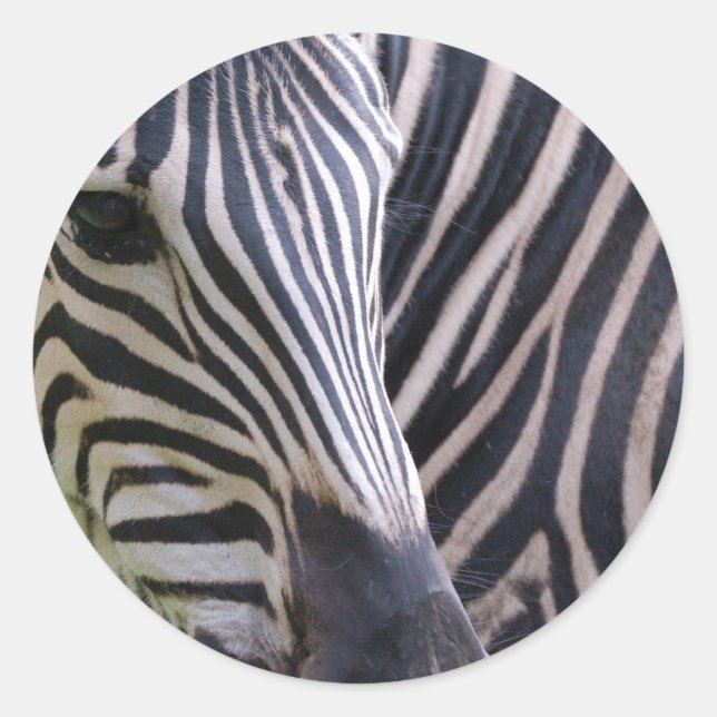 Sticker Zebra (Devant)