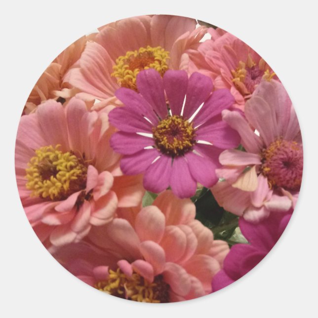Sticker Zinnias Rose (Devant)