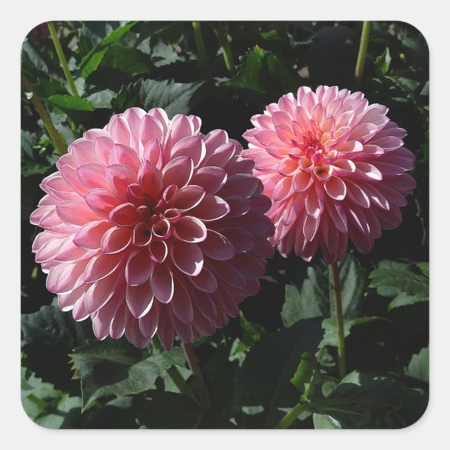 Stickers #1 Porcupine de la vallée de Dahlia (Devant)
