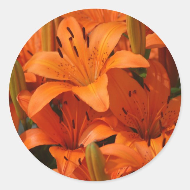 Stickers à enveloppe Lily (Devant)