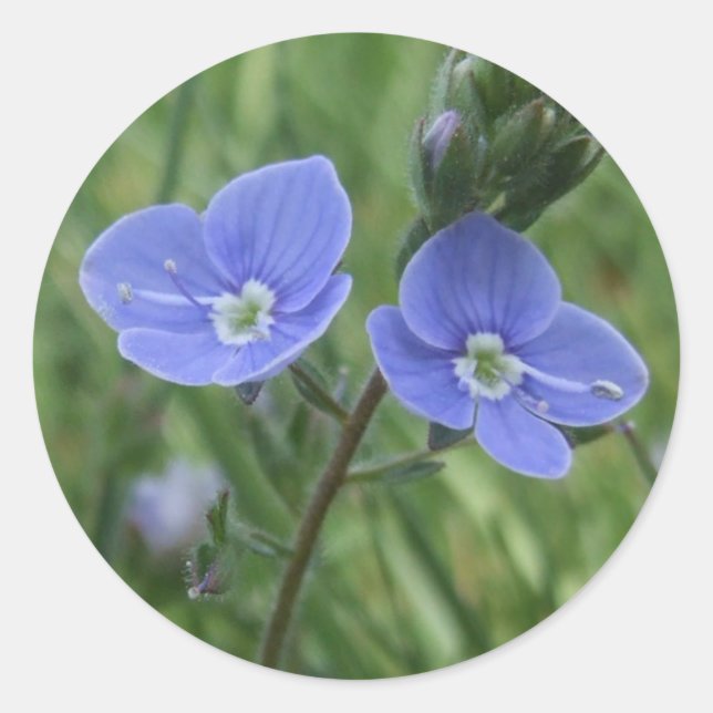 Stickers à fleurs bleues (Devant)