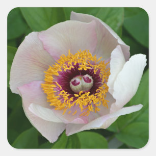 Stickers à fleurs de pivoines