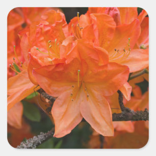 Stickers à fleurs Orange Rhododendron