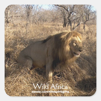 Stickers AFRICAIN LION Big Five Cat Wildlife