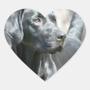 Stickers Alerte Black Lab