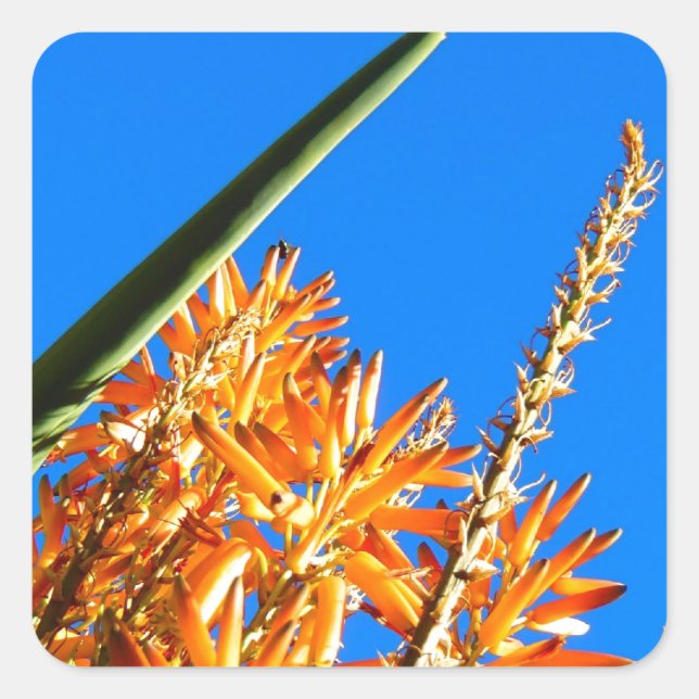 Stickers Aloe (Front)