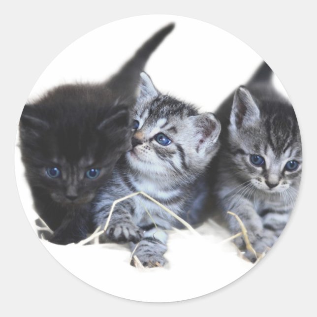 Stickers amoureux de les chats (Devant)