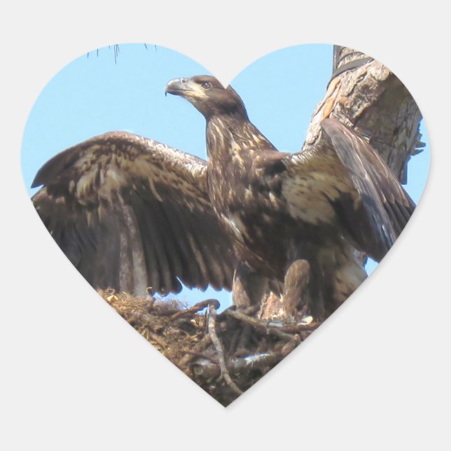 Stickers Bald Eagle Open Wings (Devant)