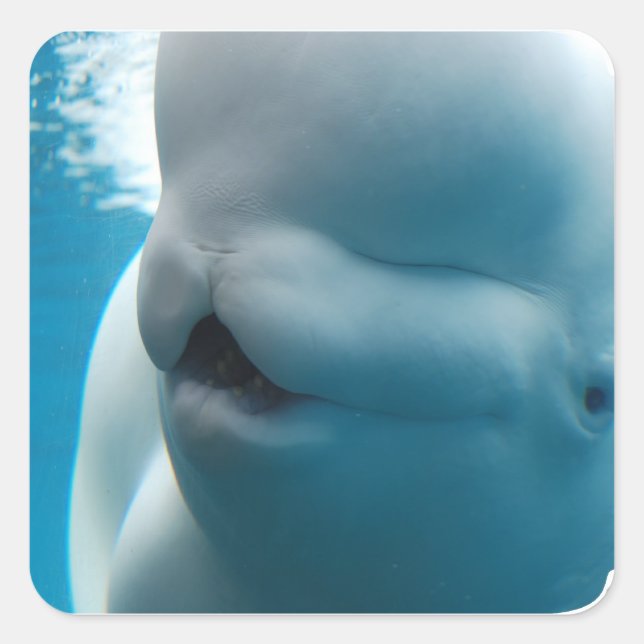 Stickers baleines de Beluga (Devant)
