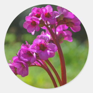 Stickers Bergenia Flower