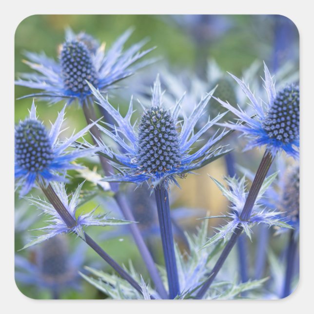 Stickers "Big Blue" Sea Holly (Devant)